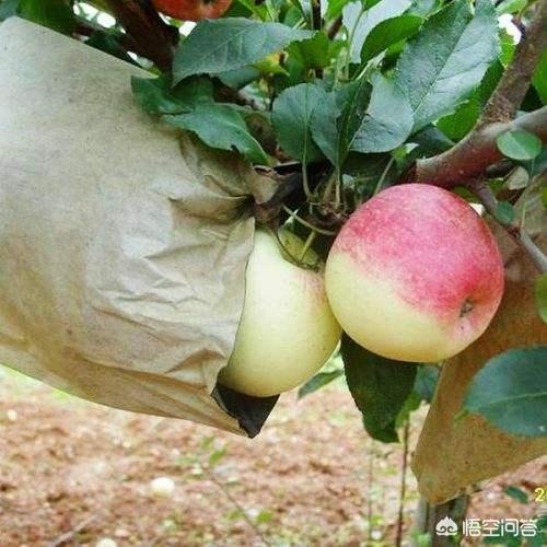 农村果园的苹果为什么套袋子？不用打药吗？