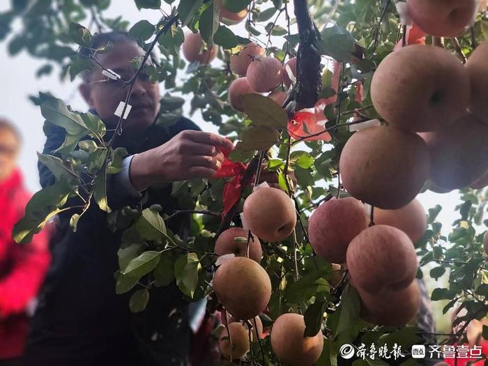蓬莱苹果树新闻梅里斯种植苹果的新闻