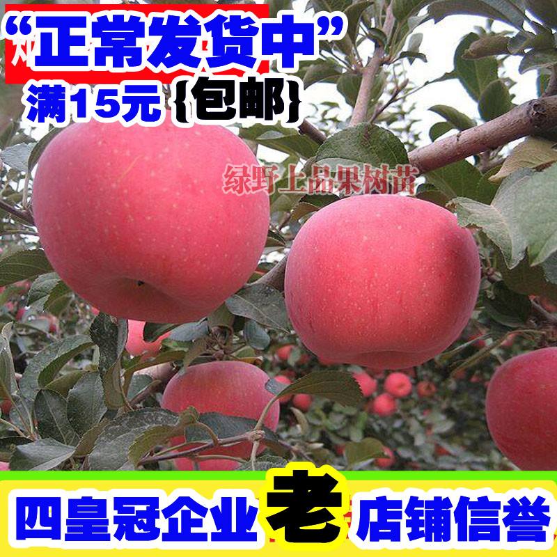 蓬莱苹果树新闻梅里斯种植苹果的新闻-第2张图片-太平洋在线