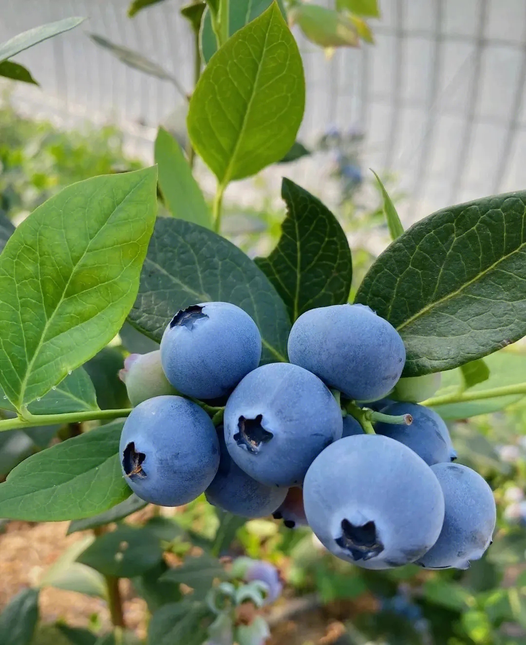 蓝莓有苹果版吗蓝莓和苹果能同时吃-第2张图片-太平洋在线